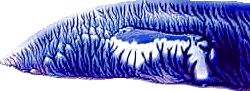 Iron image